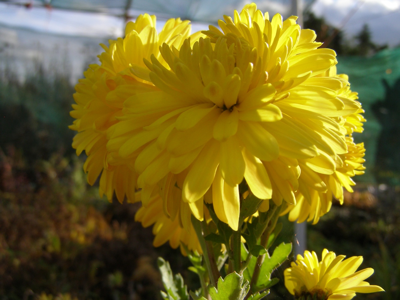 Chrysanthemum 'Margery Fish'